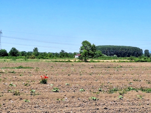 ERENLER KAMIŞLI MAHALLESİNDE SATILIK 3.370 M2 TARLA